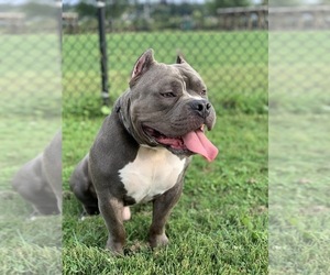 Mother of the American Bully puppies born on 08/28/2019