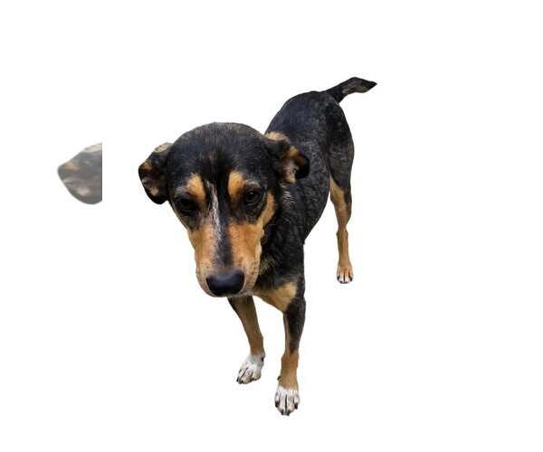 Medium Photo #2 Mutt Puppy For Sale in Westwood, NJ, USA