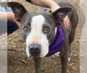 American Staffordshire Terrier-Unknown Mix Dogs for adoption in San Antonio, TX, USA