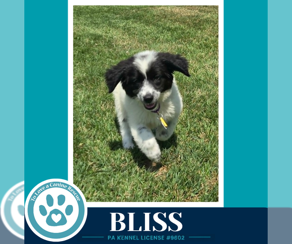 Medium Photo #2 Labrenees Puppy For Sale in Kimberton, PA, USA