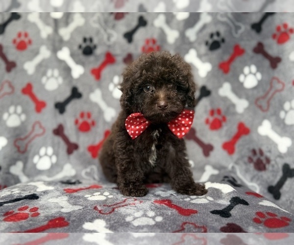 Medium Photo #10 ShihPoo Puppy For Sale in LAKELAND, FL, USA