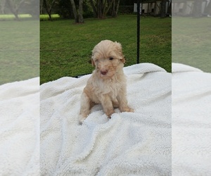 Goldendoodle Puppy for sale in HUDSON, FL, USA