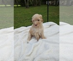Image preview for Ad Listing. Nickname: Baxter