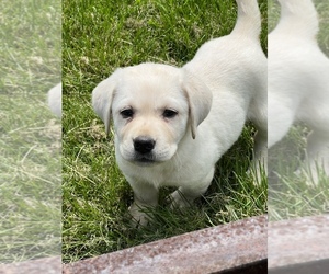 Labrador Retriever Puppy for sale in BEECH GROVE, IN, USA