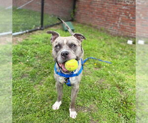 American Pit Bull Terrier Dogs for adoption in Boston, MA, USA