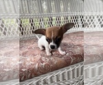 Small Photo #6 Chihuahua Puppy For Sale in SAINT AUGUSTINE, FL, USA
