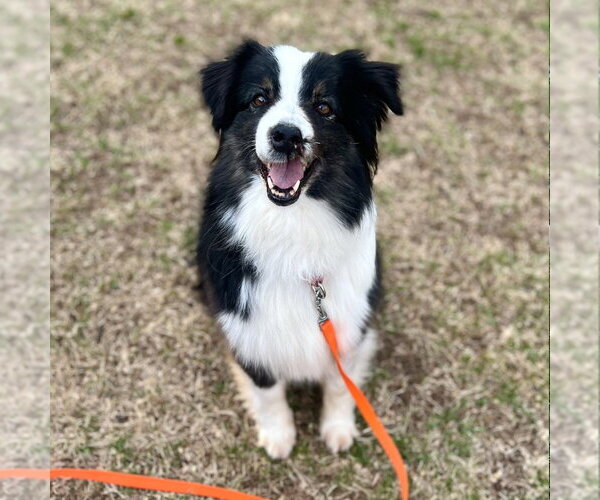Medium Photo #3 Australian Shepherd Puppy For Sale in Canton, CT, USA