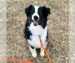 Small #2 Australian Shepherd