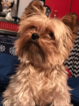 Small Photo #1 Yorkshire Terrier Puppy For Sale in LANDENBERG, PA, USA