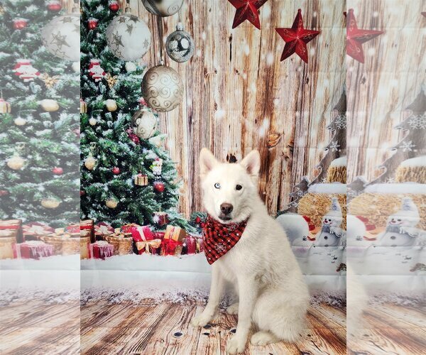 Medium Photo #10 Huskies -Unknown Mix Puppy For Sale in Sandy, UT, USA