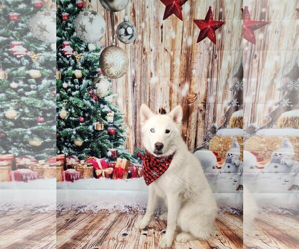 Medium Photo #10 Huskies -Unknown Mix Puppy For Sale in Sandy, UT, USA