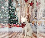 Small Photo #10 Huskies -Unknown Mix Puppy For Sale in Sandy, UT, USA