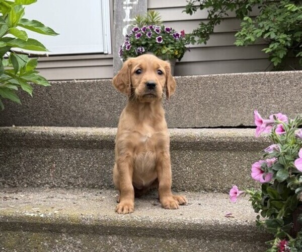 Medium Photo #4 Golden Retriever Puppy For Sale in THORP, WI, USA