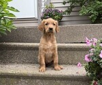 Small #3 Golden Retriever