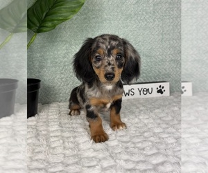 Dachshund Puppy for sale in FRANKLIN, IN, USA