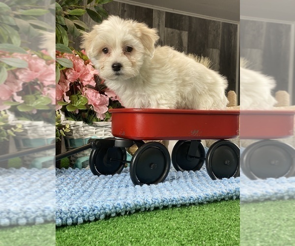 Medium Photo #2 Coton de Tulear Puppy For Sale in CANOGA, NY, USA