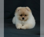 Small Photo #3 Pomeranian Puppy For Sale in BROOKLYN, NY, USA
