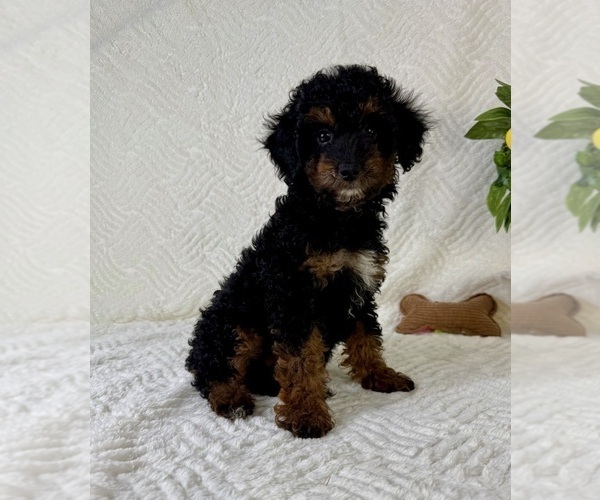Medium Photo #5 Cock-A-Poo Puppy For Sale in GREENFIELD, IN, USA