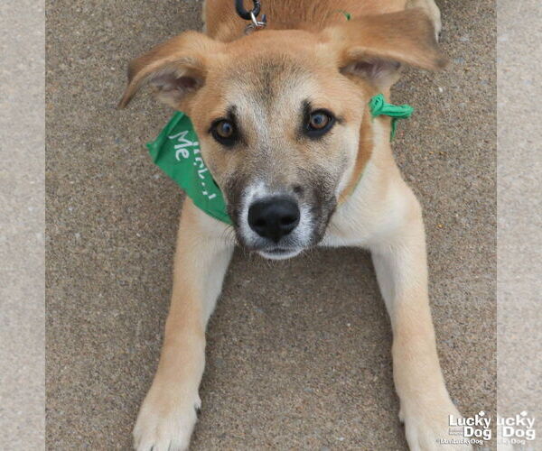 Medium Photo #4 Labrador Retriever-Retriever  Mix Puppy For Sale in Washington, DC, USA