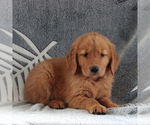 Small #2 Golden Retriever