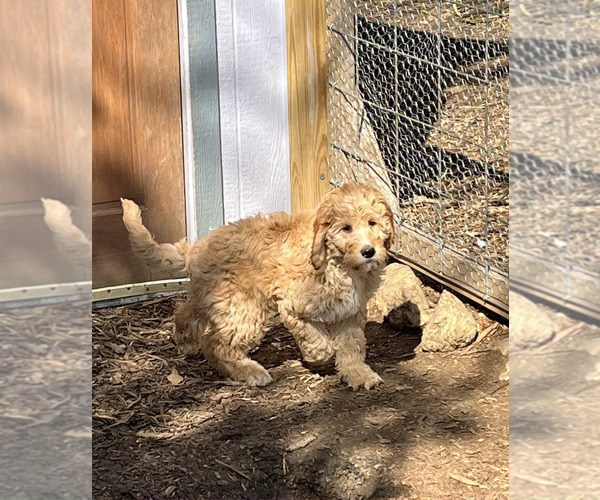 Full screen Photo #2 Goldendoodle Puppy For Sale in HARRISONVILLE, MO, USA