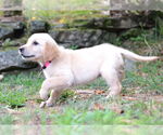 Small #2 Golden Retriever