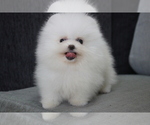Small Photo #10 Pomeranian Puppy For Sale in LOS ANGELES, CA, USA
