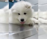 Small Photo #10 Samoyed Puppy For Sale in DALY CITY, CA, USA