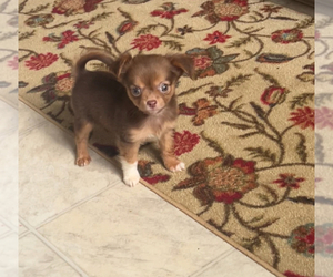 Chihuahua Puppy for sale in KEIZER, OR, USA
