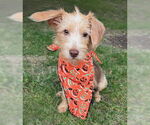 Small #3 Mutt