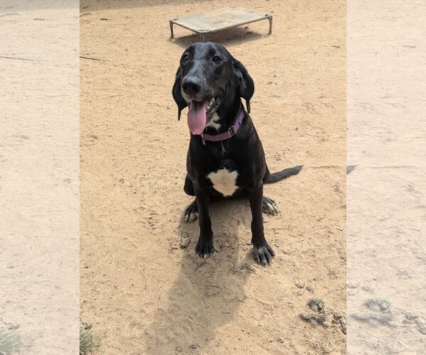 Medium Photo #1 Mutt Puppy For Sale in Munford, TN, USA