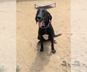 Mutt Dogs for adoption in Munford, TN, USA
