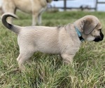 Small #4 Anatolian Shepherd