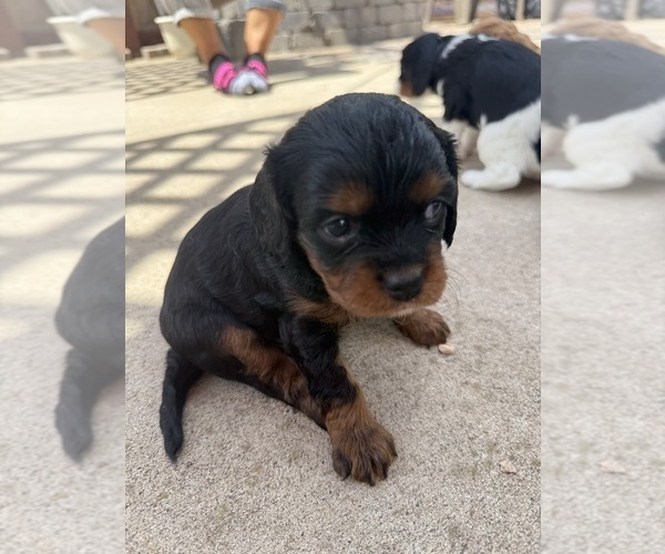 Medium Photo #28 Cavapoo (Miniature) Puppy For Sale in SAINT FRANCIS, MN, USA