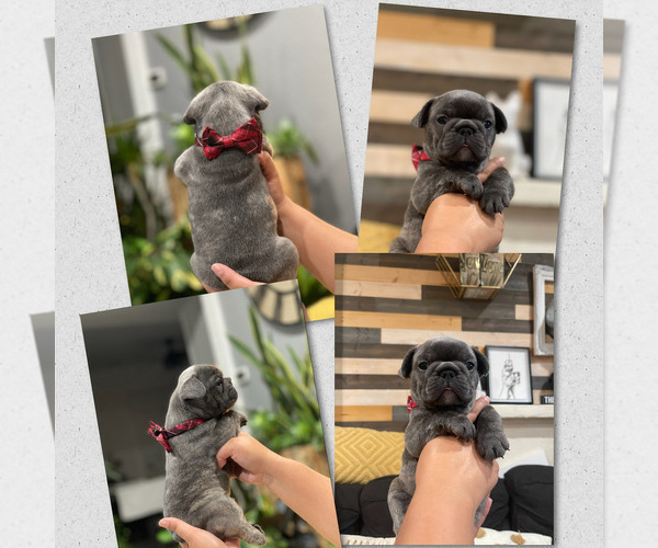 Medium Photo #23 French Bulldog Puppy For Sale in ESCONDIDO, CA, USA
