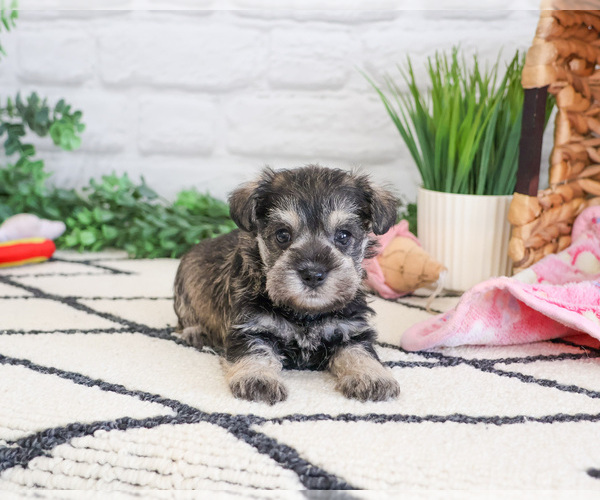 Medium Photo #1 Schnauzer (Miniature) Puppy For Sale in SYRACUSE, IN, USA