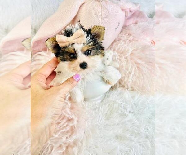 Medium Photo #14 Biewer Terrier Puppy For Sale in JACKSONVILLE, FL, USA