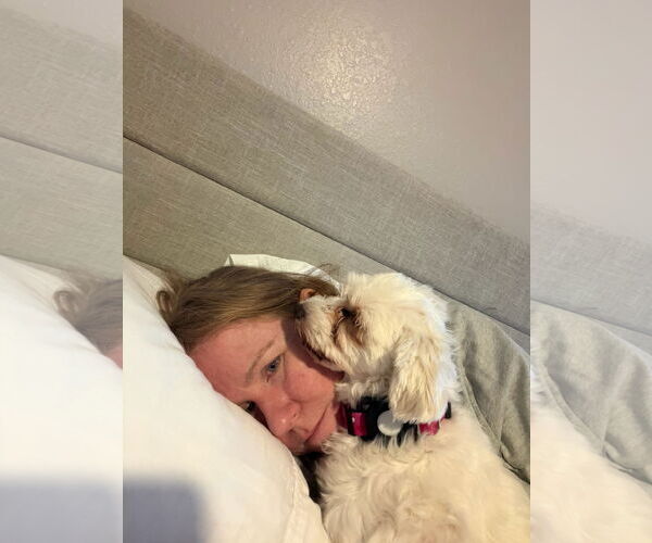 Medium Photo #9 Mutt Puppy For Sale in Orlando, FL, USA