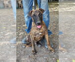 Kaizer - Male Mutt Dog for Adoption - Small photo