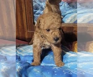 Goldendoodle (Miniature) Puppy for sale in BLMGTN, IN, USA