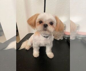 Shih Tzu Puppy for sale in WITTMANN, AZ, USA