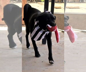 Pug-Unknown Mix Dogs for adoption in Peralta, NM, USA