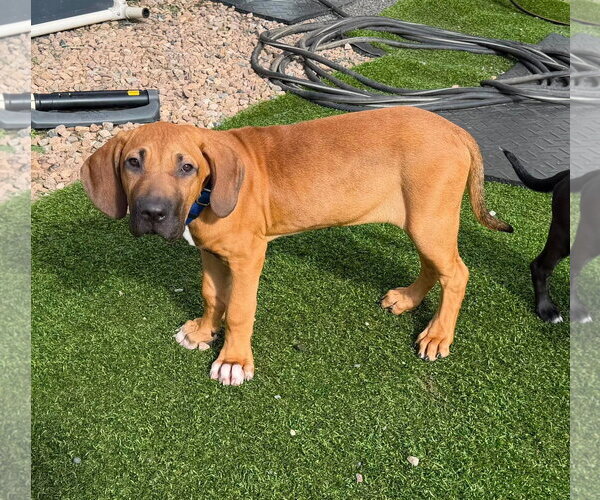 Medium Photo #2 Brazilian Mastiff Puppy For Sale in Jasper, AL, USA
