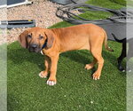 Small #1 Brazilian Mastiff
