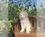 Puppy 1 Double Doodle
