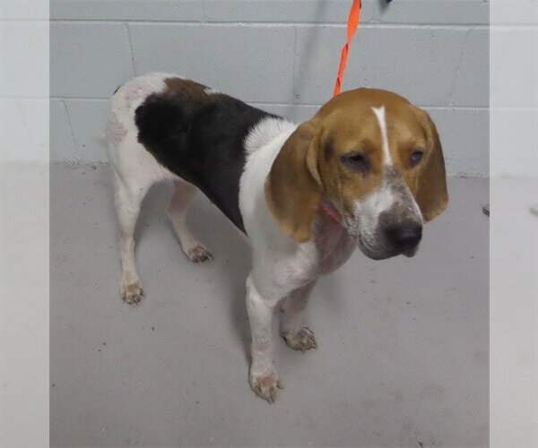 Medium Photo #1 American Foxhound Puppy For Sale in Augusta, GA, USA