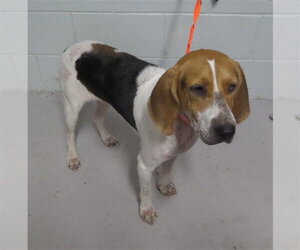 American Foxhound Dogs for adoption in Augusta, GA, USA