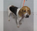 Small American Foxhound