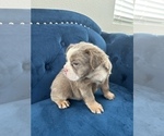 Small #26 English Bulldog