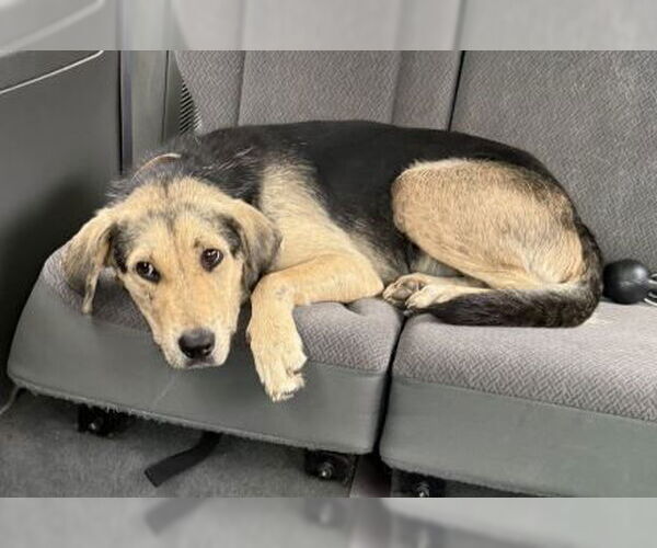 Medium Photo #2 Collie-Labrador Retriever Mix Puppy For Sale in Mt. Laurel, NJ, USA